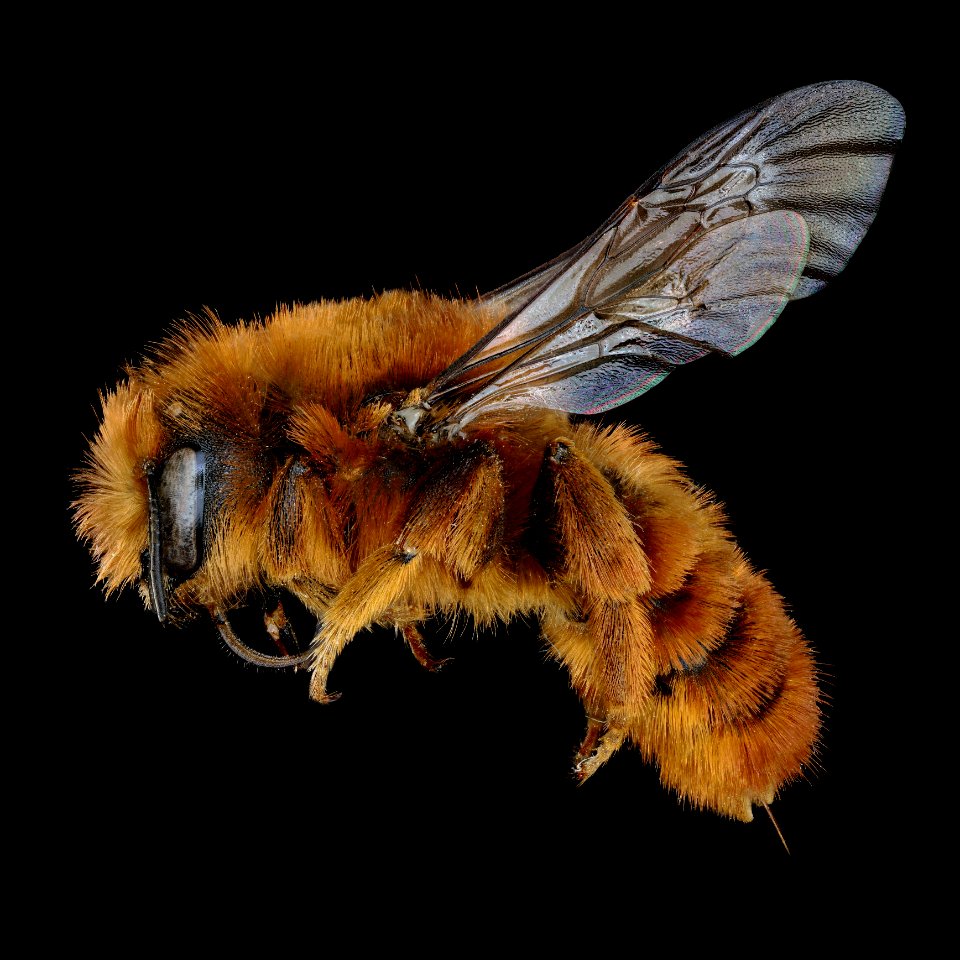 Osmia gracilicornis female