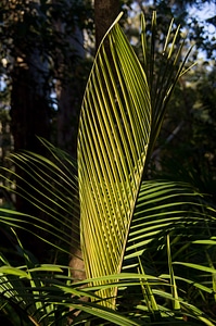 Frond green pattern photo