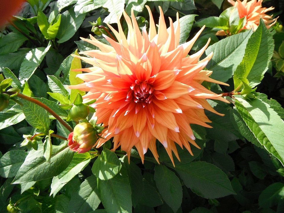 Natural blossom bloom