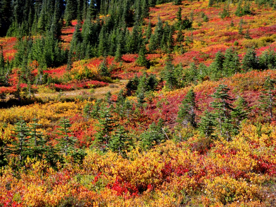 Autumn at Mt. Rainier NP in WA