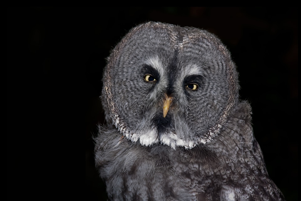 Feather animal night active