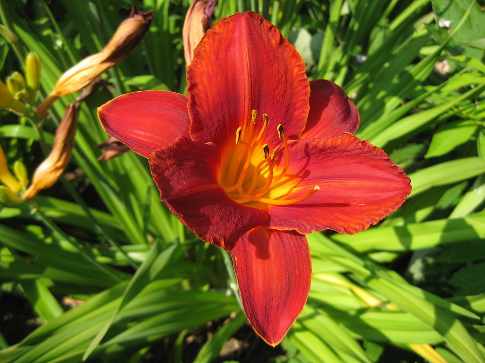 Flowers flower plant