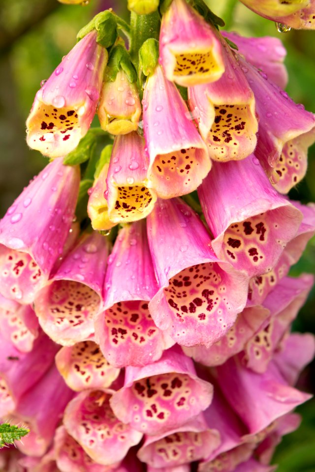 Foxgloves