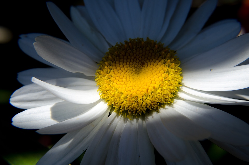 Heart summer flowers white