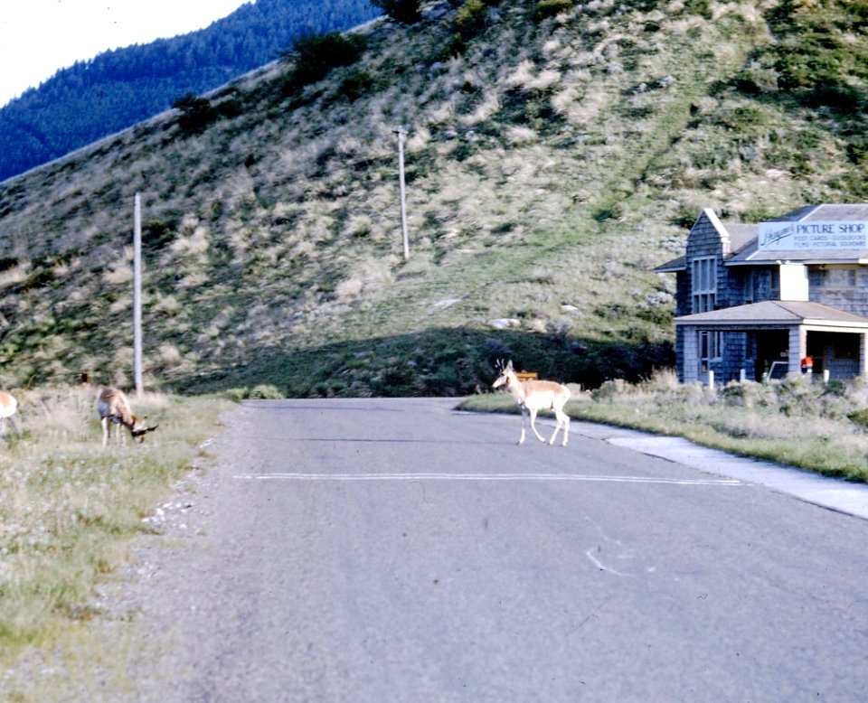 Antelope Crossing the Road