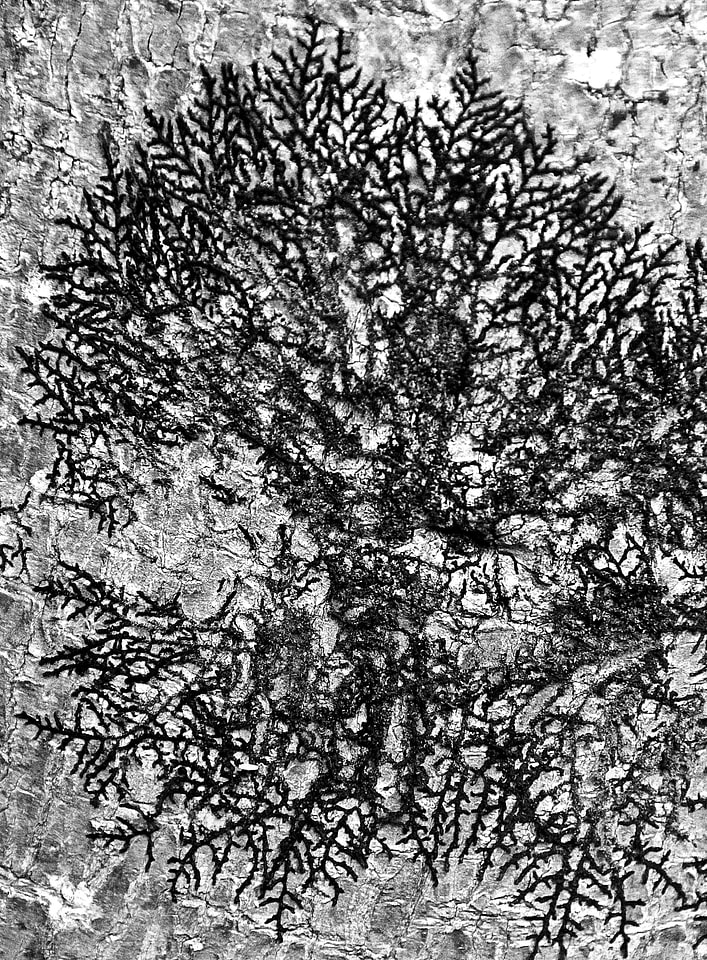 Pattern black queensland