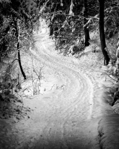 snowy forest road