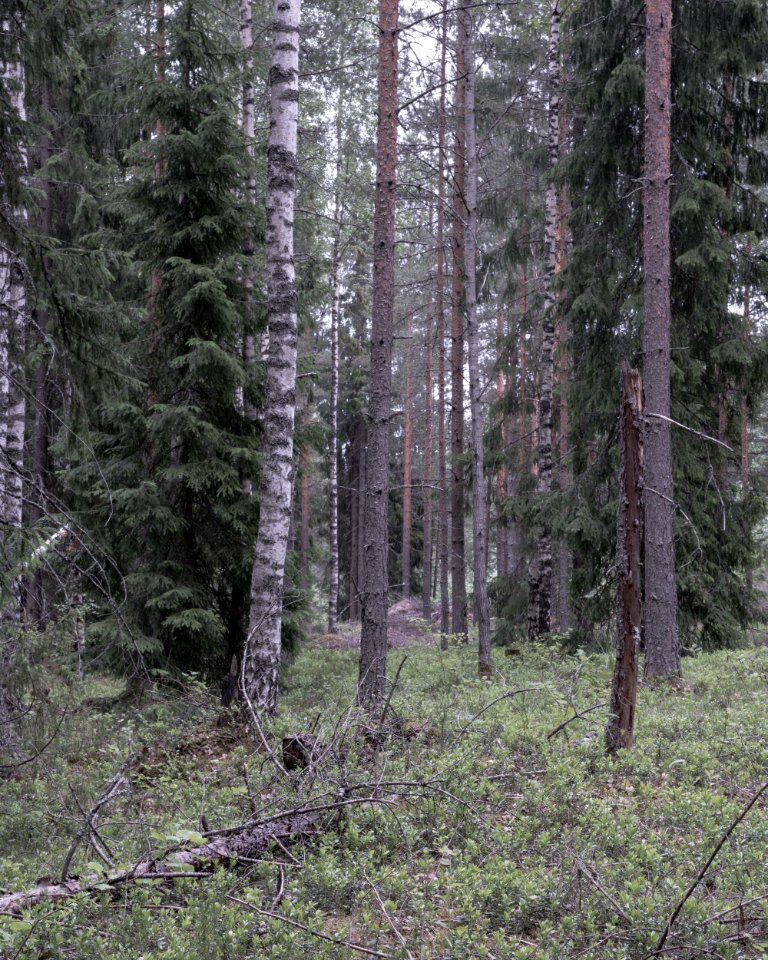 Forest in flat light