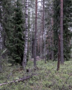 Forest in flat light