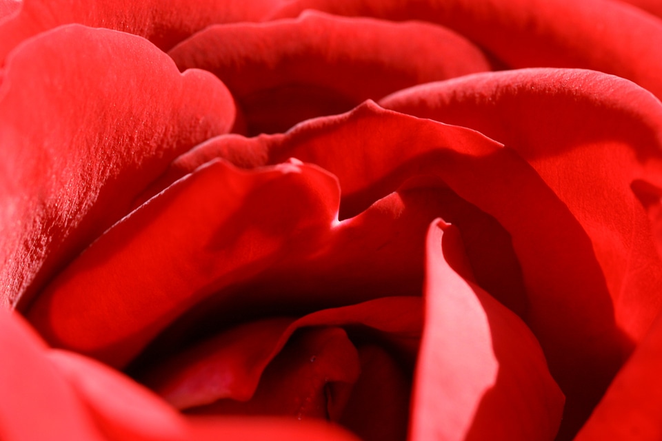 Romance love blossom