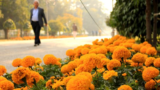 Walk by flower garden photo