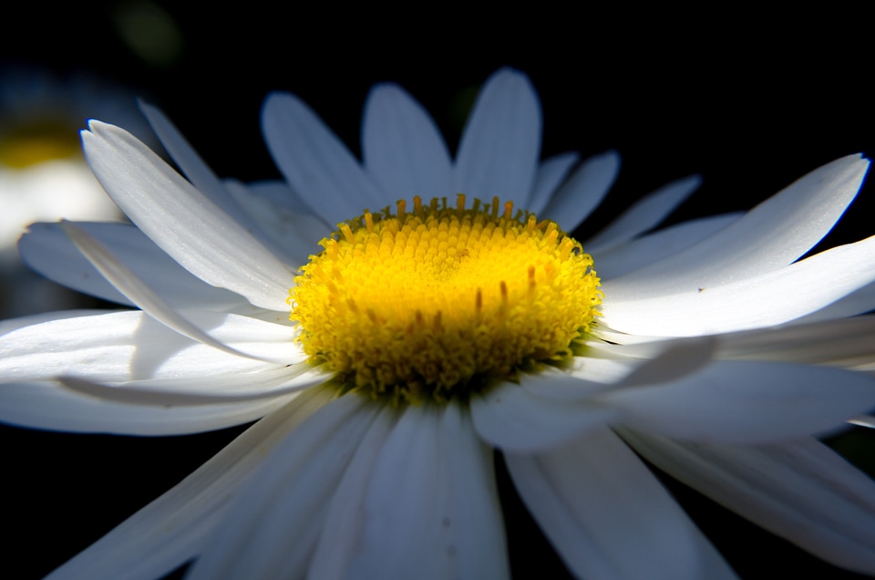 Nature summer flowers white