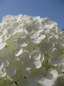 Sky blossom bloom