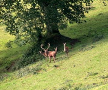 Red Deer 02 10 2019-8
