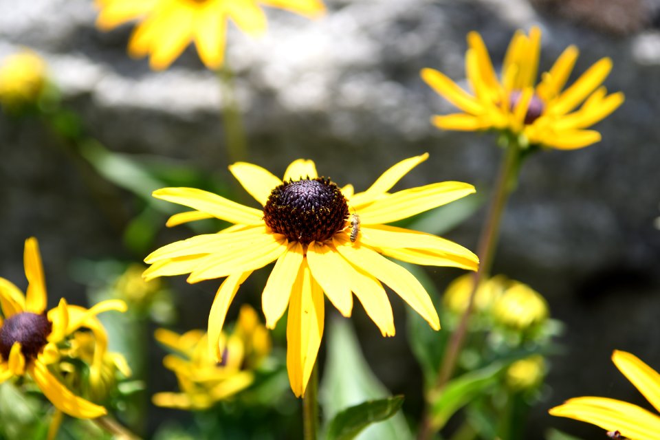 Flowers with yellow petals and brown middle