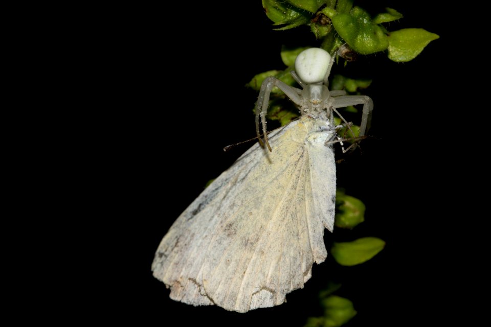 Misumena Vatia