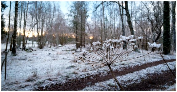 Some type of plant and snow photo