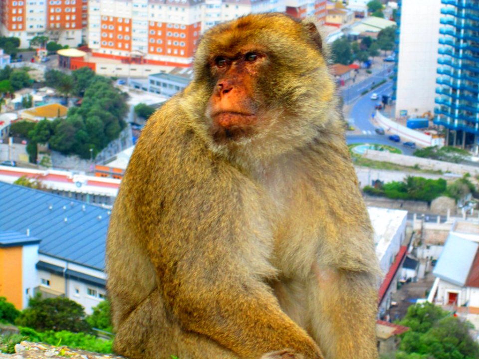 ROCK OF GIBRALTAR.....