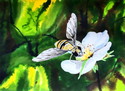 Aquarelle 18-26