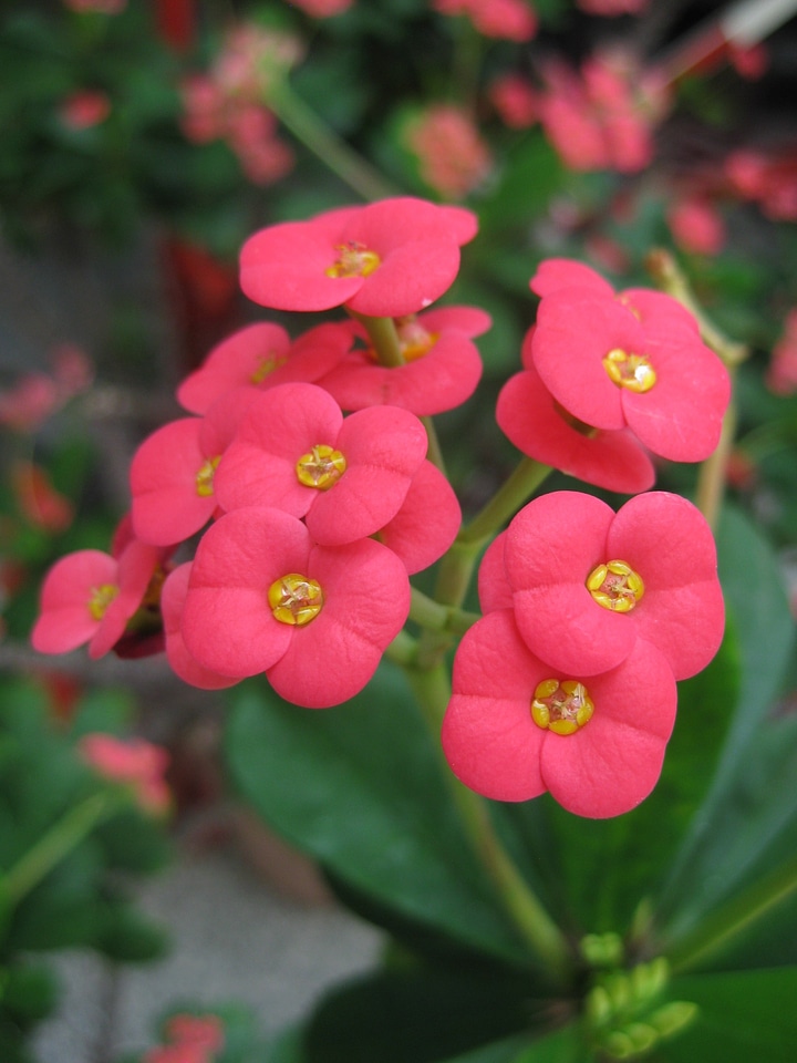 Blossom bloom red