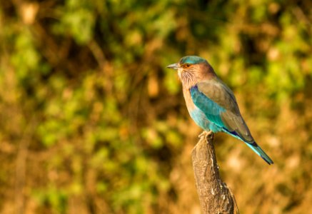 Indian Roller photo