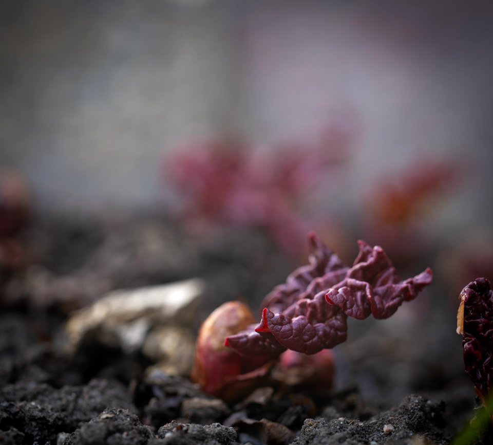 Rhubarb in the spring