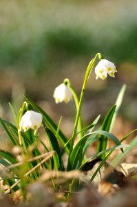 Spring snowflakes photo