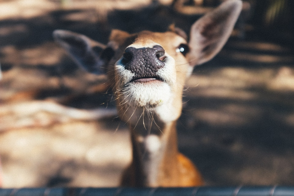 Cute mammal portrait
