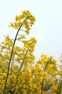 Flowers brilliant sky