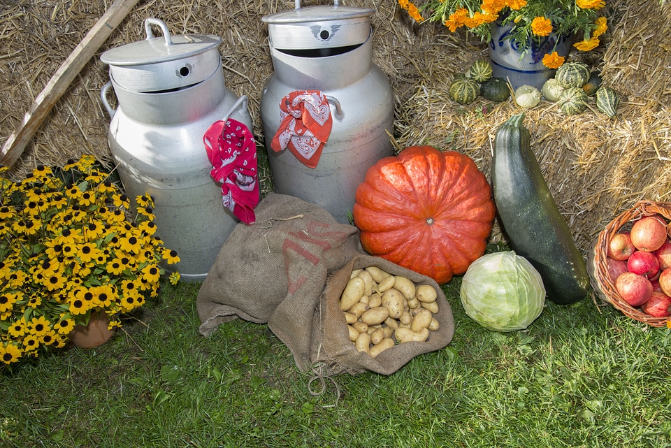 Vegetables autumn agriculture