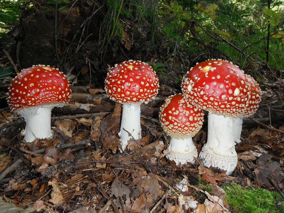 Coloured toadstools fungus