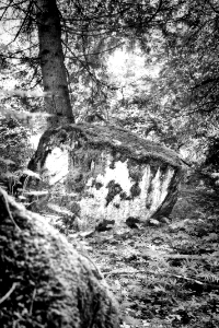 rock under the tree