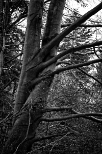 intertwined treetops