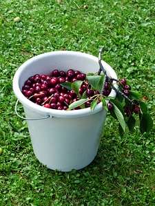 Fruit healthy leaves