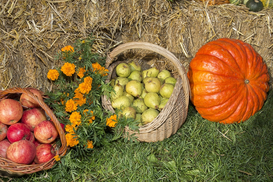 Vegetables autumn agriculture