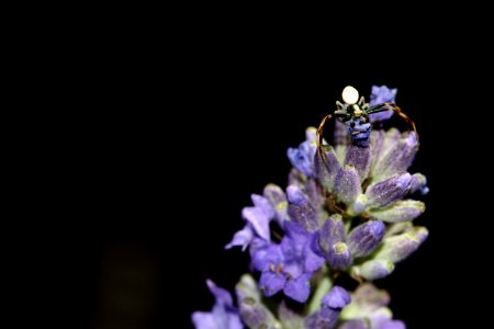 Misumena Vatia/ Crab Spider.