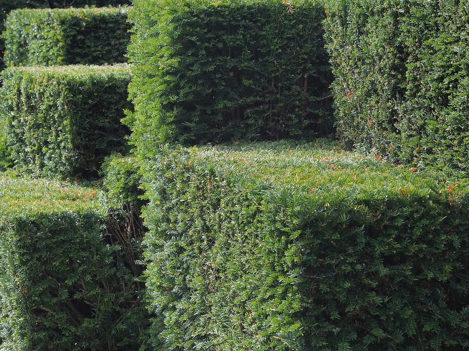 Garden bush orthogonal