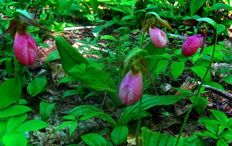 More of Linda's Garden-Lady's slippers
