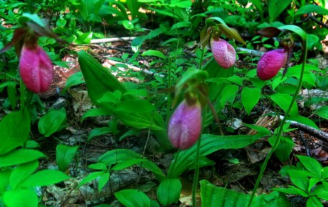 More of Linda's Garden-Lady's slippers