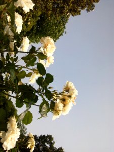 White Rose photo