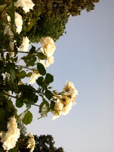 White Rose