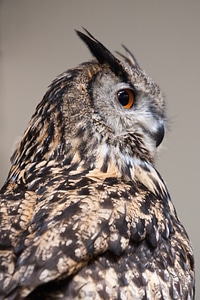 Wildlife plumage brown owl