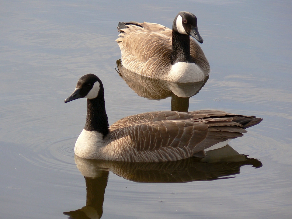 Waterfowl birds two