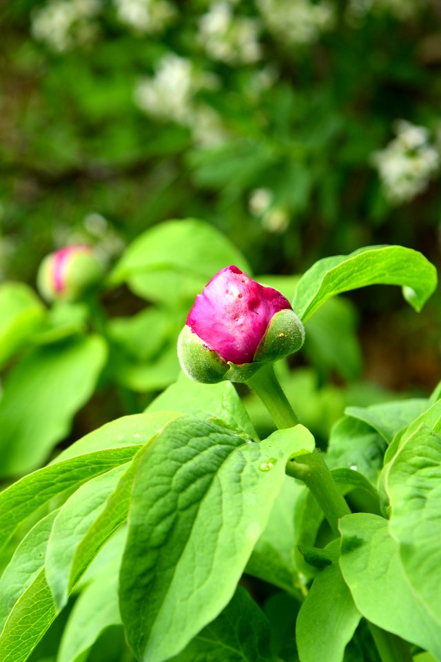 Blooming peony plant