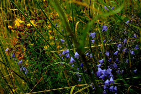 meadow blooms photo