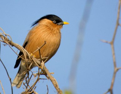 Brahmi Starling