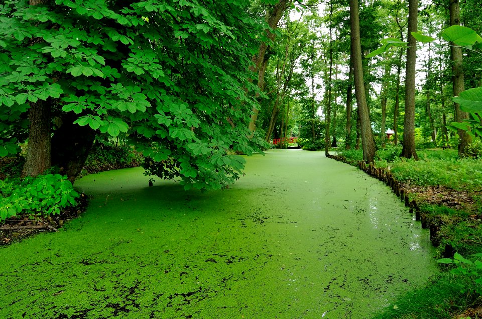 A calming green of nature