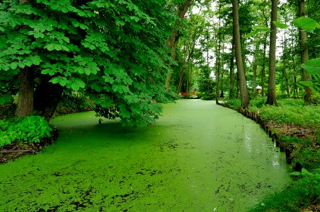 A calming green of nature