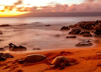 Turtles on Maui Beach