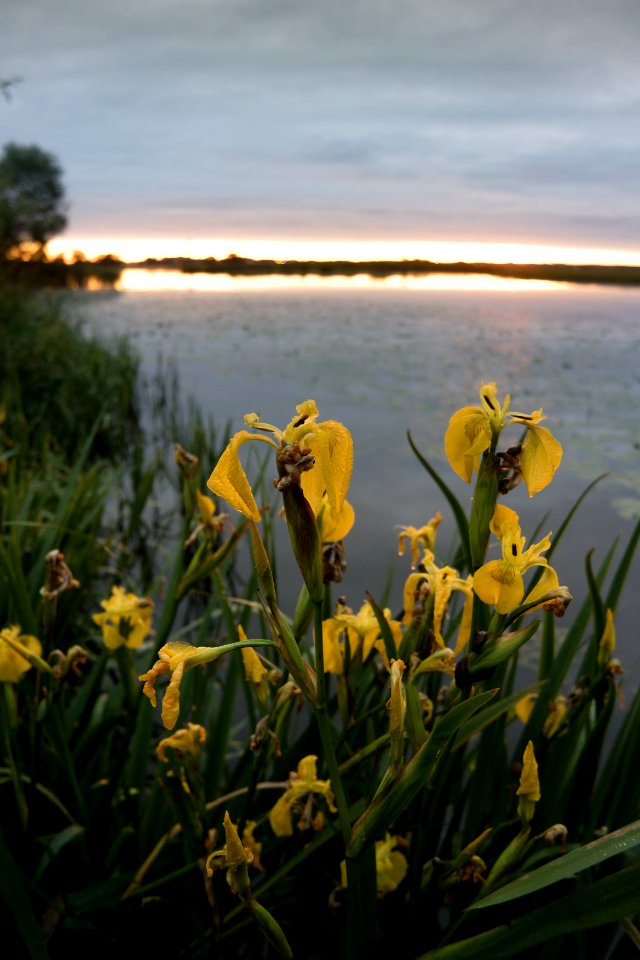 Wild Yellow Iris III